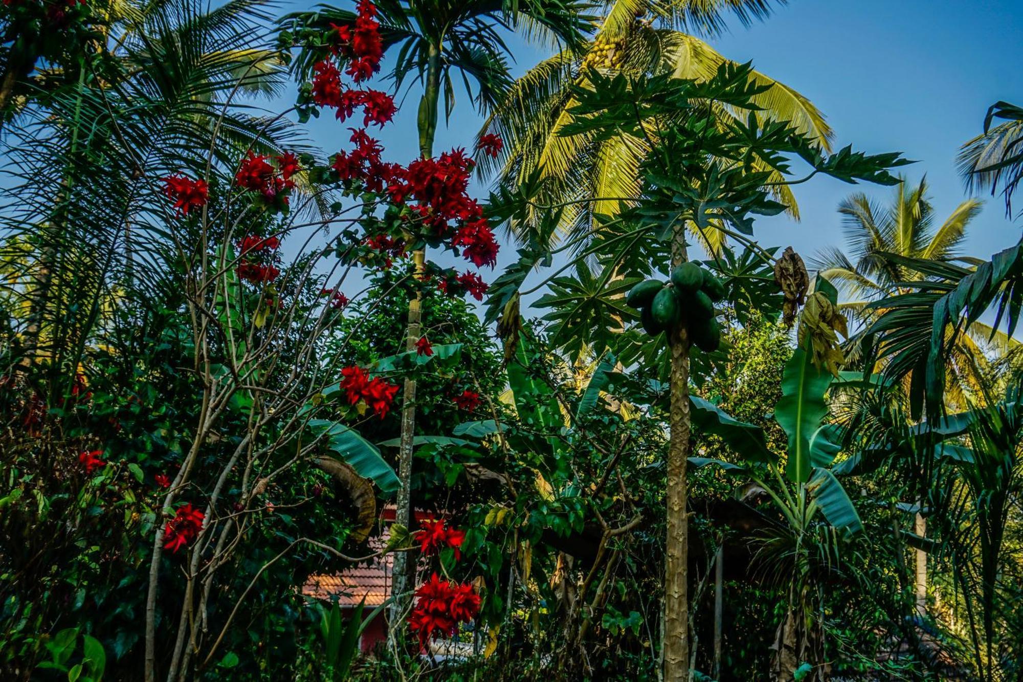Spice Garden Farm House Султан-Батері Екстер'єр фото